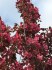 Sakury - Malus Scarlet