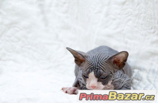 Sphynx bez PP – fotografie 2