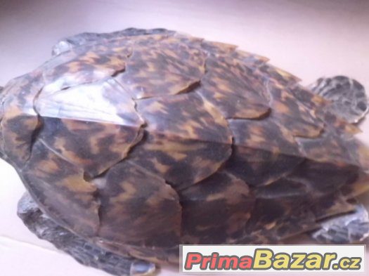 KRÁSNÁ STARÁ VYPREPAROVANÁ ŽELVA – fotografie 4