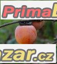 Diospyros Virgniana - naklíčená semena – fotografie 1