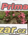 Lagerstroemia indica - semena – fotografie 1