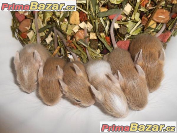 Barevný osmák degu z CHS – fotografie 3