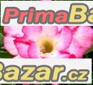 Adenium Double liliput - semena – fotografie 1