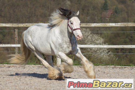 Připouštění hřebcem irského coba - tobiano - – fotografie 2