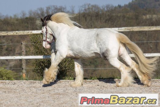Připouštění hřebcem irského coba - tobiano - – fotografie 5