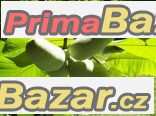 Asimina Triloba - semena – fotografie 1