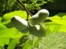 Asimina Triloba - semena