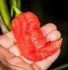 Chilli Big red  mojo - semena 19,- Kč