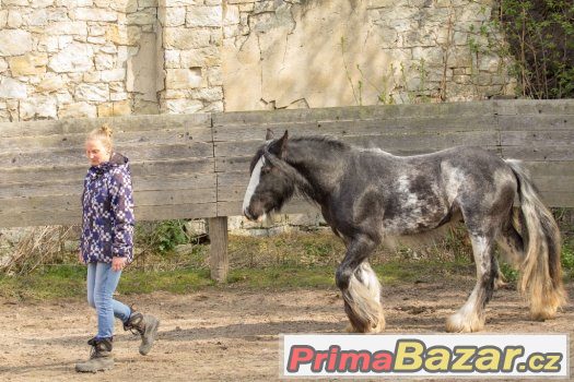 Nádherný valach irského coba – fotografie 4