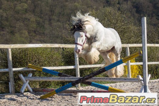 Připouštění elitním hřebcem irského coba - tobiano – fotografie 1