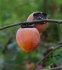 Diospyros Virgniana - semena