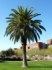 Phoenix canariensis - naklíčená semena