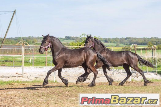 2 letos roční fríské kobči zapsané v hlavní plem.knize – fotografie 2