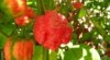 Chilli Trinidad Moruga scorpion red - semena 27,- Kč