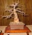 Baobab Adansonia digitata - semena