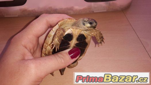Testudo hermanni hermanni - samec – fotografie 1