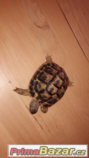 Testudo hermanni hermanni - samec – fotografie 3
