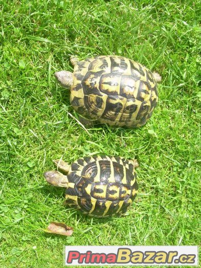 Želva zelenavá - Testudo hermanni hermanni – fotografie 4