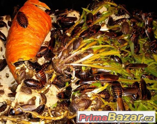 Krmný hmyz bio kvality - Švábi - Blaptica dubia – fotografie 1