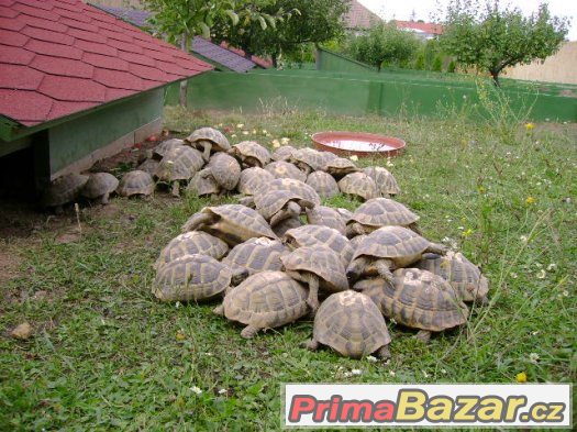 Suchozemské želvy (mláďata) – fotografie 5
