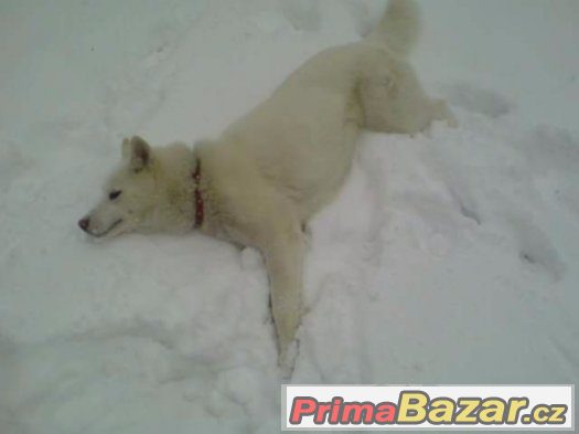 Husky kryti – fotografie 2