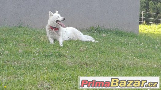Husky kryti – fotografie 3