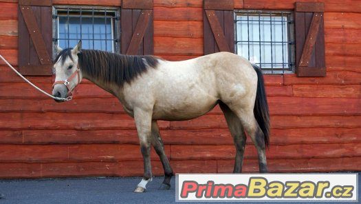 Paint horse klisna – fotografie 1