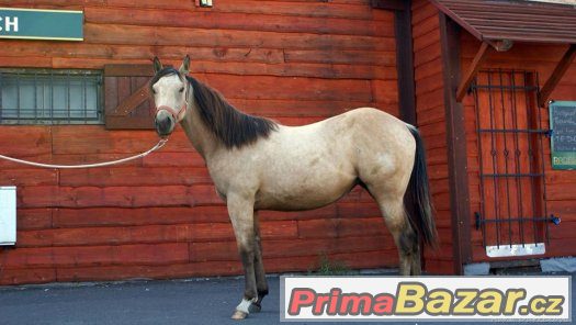 Paint horse klisna – fotografie 4