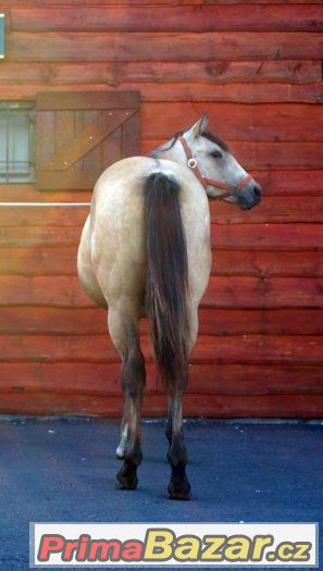 Paint horse klisna – fotografie 5
