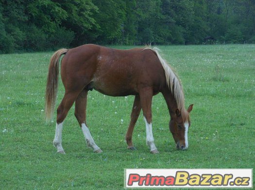 QH hřebec 2letý – fotografie 2