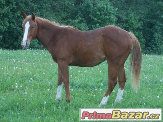 QH hřebec 2letý – fotografie 3