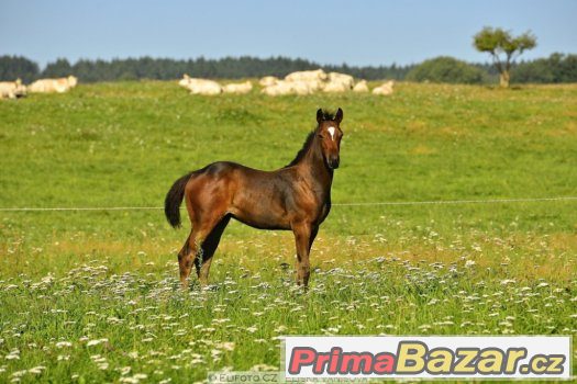 Appaloosa hřebeček 5/2016 – fotografie 1