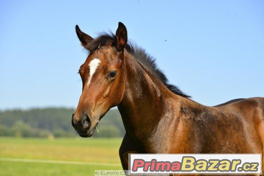 Appaloosa hřebeček 5/2016 – fotografie 5