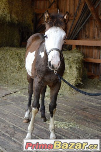 Paint horse hřebeček – fotografie 2