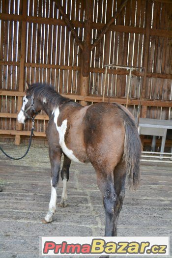 Paint horse hřebeček – fotografie 4