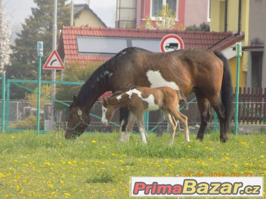 Paint horse hřebeček – fotografie 5