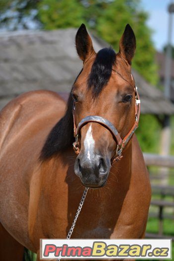 Připouštění Quarter horse hřebcem - BR Sparky Hollywood – fotografie 1