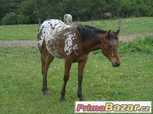 Appaloosa klisna roční – fotografie 1