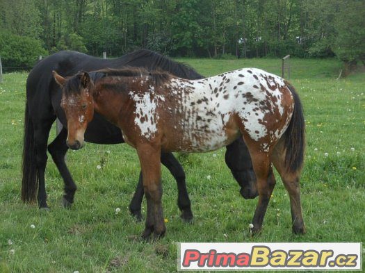 Appaloosa klisna roční – fotografie 3