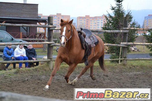 Quarter horse klisna – fotografie 5
