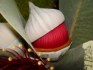 Eucalyptus Macrocarpa - semena