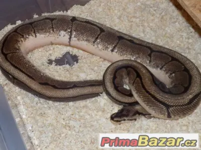 Krajta královská (Python regius)