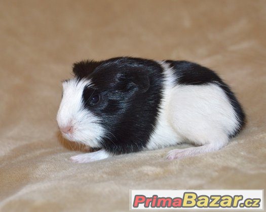 Morče - coronet, merino – fotografie 2