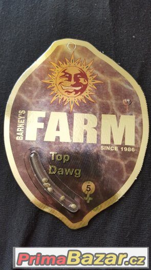 Prodám semena konopí - Top Dawg – fotografie 1