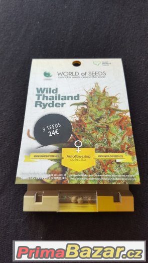 Prodám semena konopí - Wild Thailand Ryder – fotografie 1