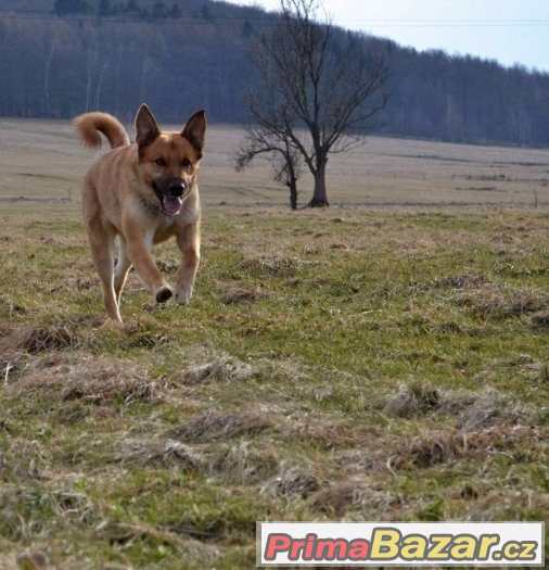 Lucky – fotografie 3