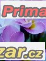 Plumeria I will survive - semena – fotografie 1