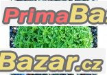 Bazalka Greco a palla - semena – fotografie 1