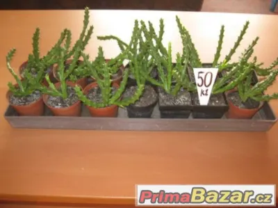 Prodám kaktusy a sukulenty 60 a 40 Kč