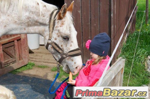 5letá hodná Appaloosa klisna s PP v ČR i Americe – fotografie 2